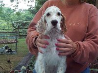Brasswinds English Setters and English Cockers