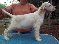 Brasswinds English Setters and English Cockers