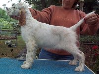 Brasswinds English Setters and English Cockers