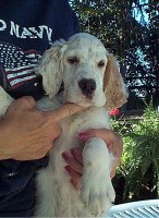 Brasswinds English Setters and English Cockers