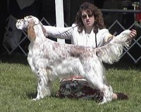 Brasswinds English Setters and English Cockers