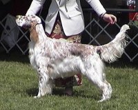 Brasswinds English Setters and English Cockers