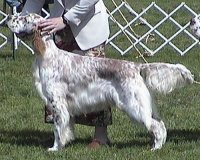 Brasswinds English Setters and English Cockers