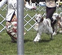 Brasswinds English Setters and English Cockers