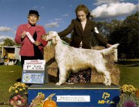 Brasswinds English Setters and English Cockers