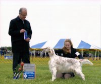 Brasswinds English Setters and English Cockers