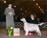 Brasswinds English Setters and English Cockers