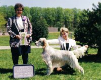 Brasswinds English Setters and English Cockers