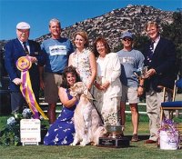 Brasswinds English Setters and English Cockers