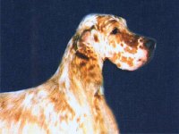 Brasswinds English Setters and English Cockers