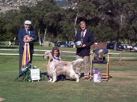 Brasswinds English Setters and English Cockers