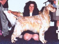 Brasswinds English Setters and English Cockers