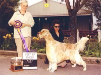 Brasswinds English Setters and English Cockers