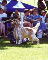 Brasswinds English Setters and English Cockers