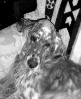 Brasswinds English Setters and English Cockers