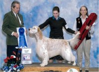 Brasswinds English Setters and English Cockers