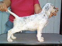 Brasswinds English Setters and English Cockers