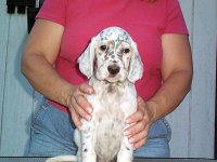 Brasswinds English Setters and English Cockers