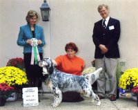 Brasswinds English Setters and English Cockers