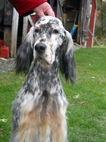 Brasswinds English Setters and English Cockers
