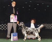 Brasswinds English Setters and English Cockers