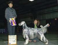 Brasswinds  English Setters and English Cockers