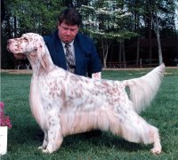 Brasswinds English Setters and English Cockers