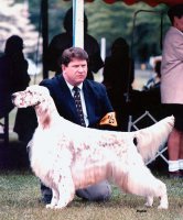 Brasswinds English Setters and English Cockers