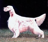 Brasswinds English Setters and English Cockers