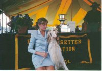 Brasswinds English Setters and English Cockers