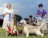 Brasswinds English Setters and English Cockers