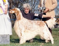 Brasswinds English Setters and English Cockers