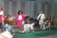 Brasswinds English Setters and English Cockers