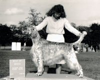 Brasswinds English Setters and English Cockers