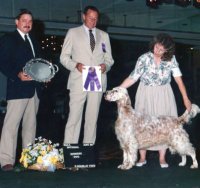 Brasswinds English Setters and English Cockers
